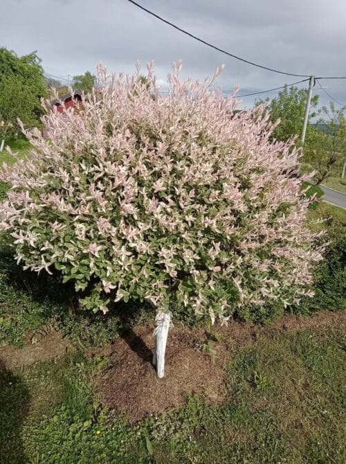 2021/03/1000007535-1.jpg Sadnice Loptasta vrba (Flamingo Vrba)