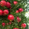 Sadnice Nara (Punica granatum) Sadnice Nara (Punica granatum)