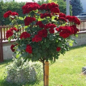 ruže-stablašice ruže-stablašice