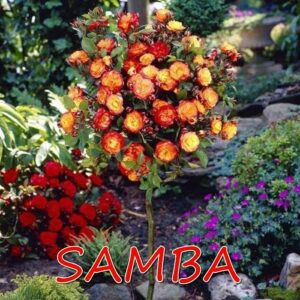 Sadnice Ruže Stablašice - Samba