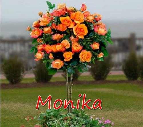 Sadnice Ruže Stablašice -Monika