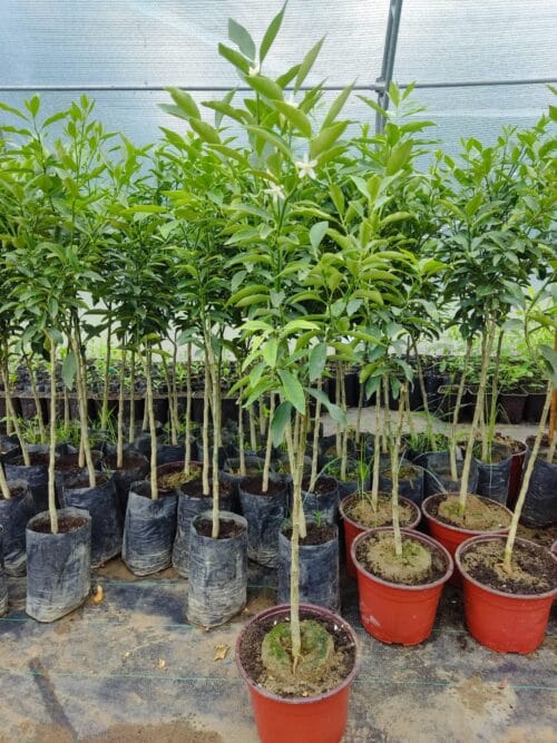 Kalemljeni limun Mesečar