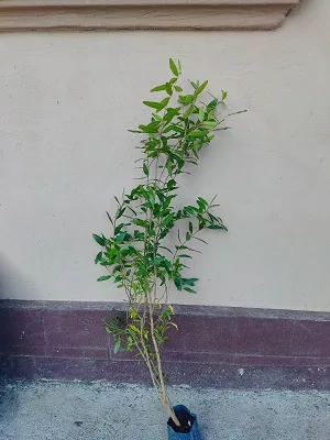 Sadnice Nara (Punica granatum)