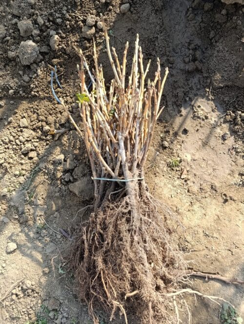 Sadnice Crne Ribizle