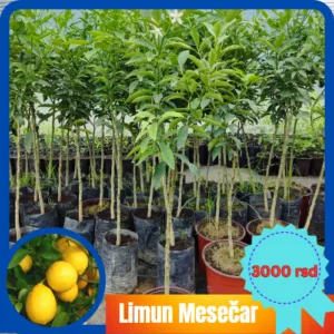 Kalemljeni limun Mesečar