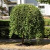 Sadnice Padajuce vrbe (Salix Pendula)
