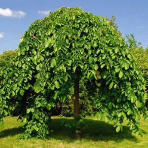 Sadnice Padajuci dud (Morus Alba Pendula)