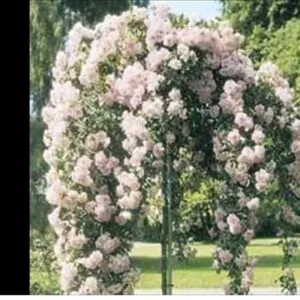 Sadnice Ruže Stablašice -Bela Padajuća