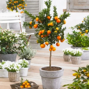 sadnice mandarine sadnice mandarine