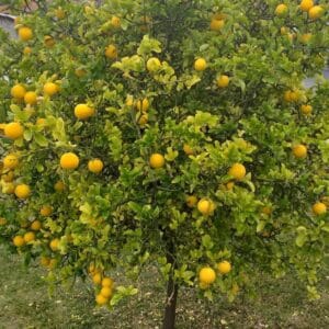 Sibirski Limun Sibirski Limun