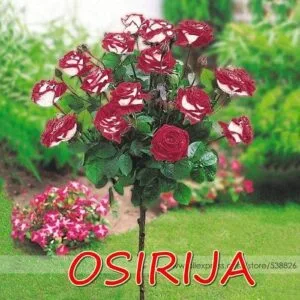 Sadnice Ruže Stablašice -Osirija