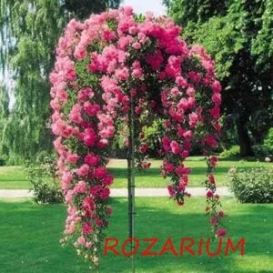 slika.ruza.8 Sadnice Ruže Stablašice -Rozarijum padajuća