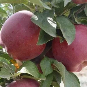 Sadnice Jabuke-Red chief