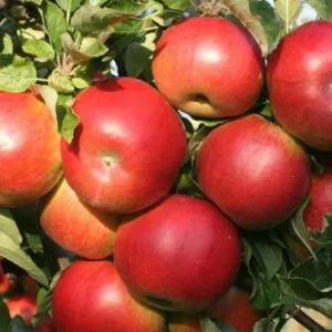 Sadnice Jabuke-Ajdared Sadnice Jabuke-Ajdared