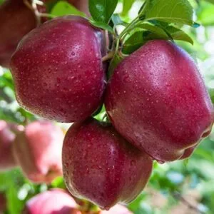 Sadnice Jabuke-Crveni delišes