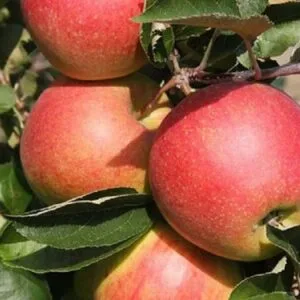 sadnice-jabuke-jonagold Sadnice Jabuke-Jona gold