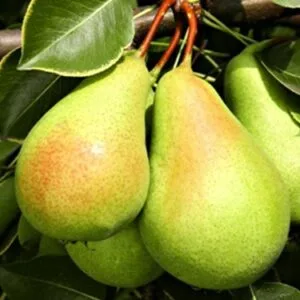 sadnice-kruske-santa-maria Sadnice Kruske-Santa Marija