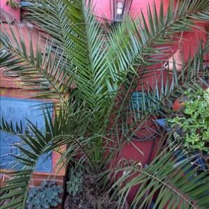Sadnice Urmina palma