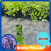 Sadnice Visterije (Plava Kiša) Sadnice Visterije (Plava Kiša)