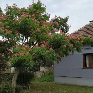 Albicija (Kineska Mimoza)