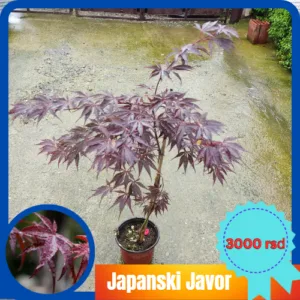 Sadnice Japanski Javor(Acer palmatum)