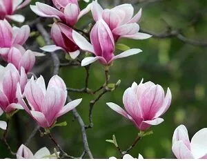 Sadnice Magnolije(Susan)