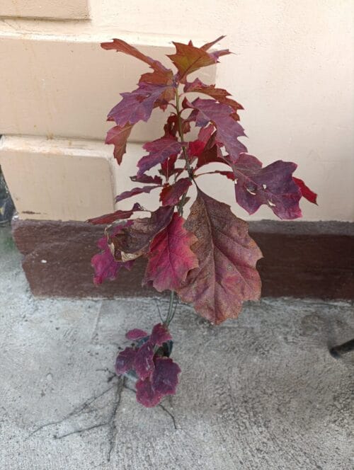 2022/09/1000002076-scaled.jpg Crveni Hrast (Quercus rubra)