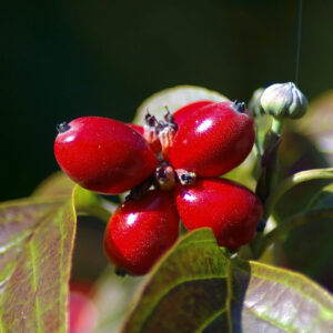 Sadnice Drena Sadnice Drena