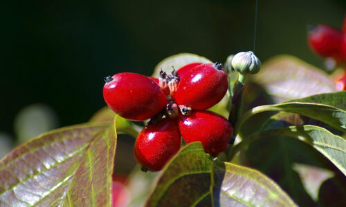 Sadnice Drena Sadnice Drena