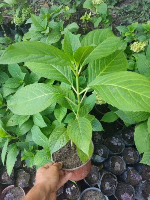 2022/09/JPEG_20240816_084711_7325949074912661327-scaled.jpg Sadnice Hortenzije