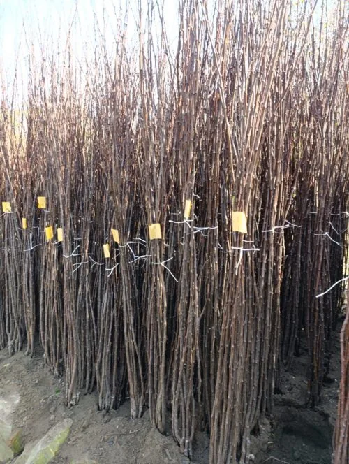 Sadnice Šljive Stenlej