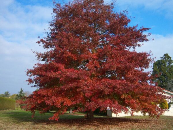 Sadnice Crveni Hrast(Quercus rubra)