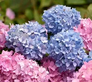 Sadnice Hortenzije Sadnice Hortenzije