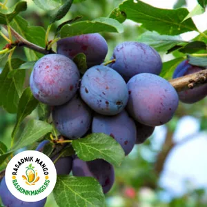 Sadnice Šljive Čačanska Lepotica