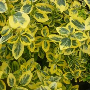 Sadnice Zlatni Evonimus