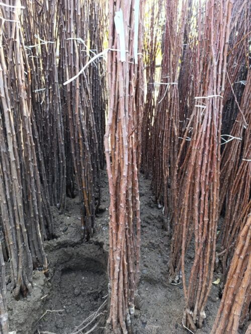 Sadnice Kajsije Novosadska Rodna