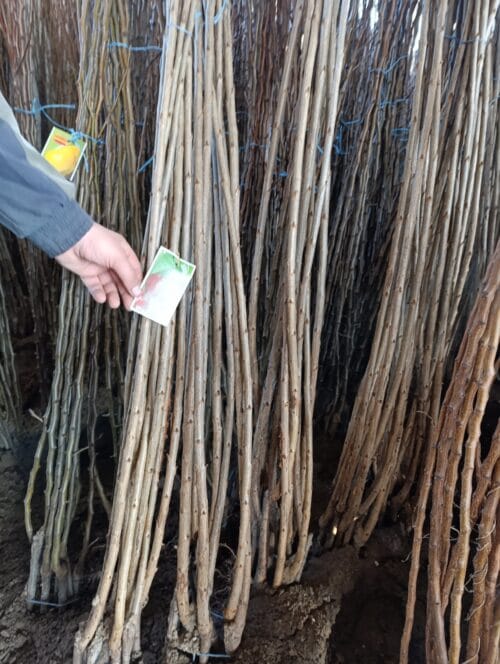 2022/10/1000002690-scaled.jpg Sadnica Trešnje Kordija