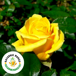 sadnica-ruže-polijanta-mini-yellow