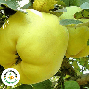 sadnice-dunje-leskovačke Droganova Žuta