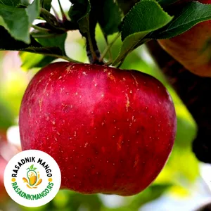 sadnice-jabuke-kolačara