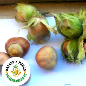 sadnice-lešnika-enis