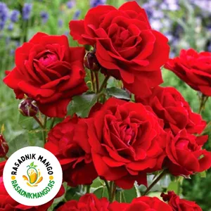 sadnice-ruže-polijanta-lili-marlen