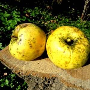 Albicija (Kineska Mimoza)