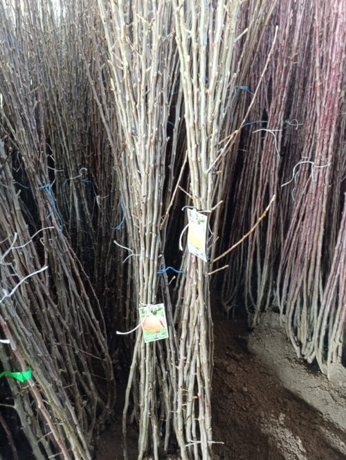 2023/02/1000002677-scaled.jpg Sadnica Jabuke Budimka