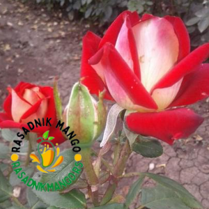 Čajevka-osirija-ruža