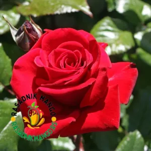 Ištvan-čajevka-ruža