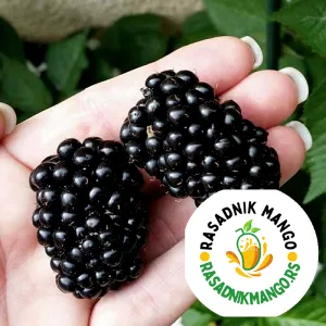 Sadnice Kupine Čačanska Bestrna