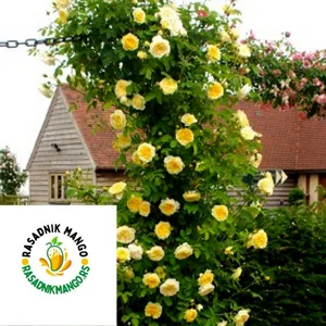 Ruža Puzavica Žuta