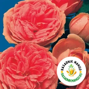 Ruža Stablašica Papalion