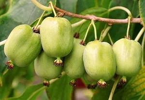 Sibirski Kivi(Arguta)